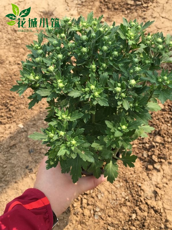 國慶菊