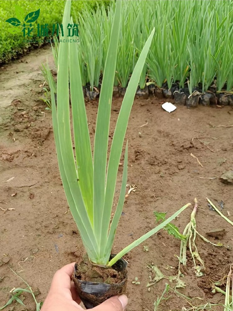 德國(guó)鳶尾
