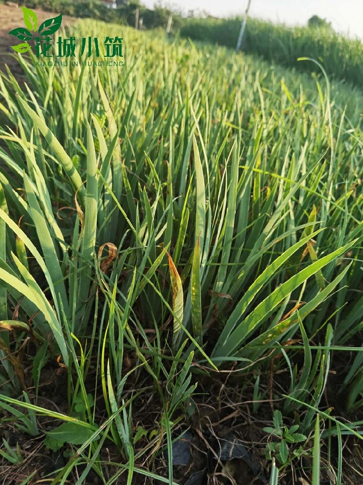 德國(guó)鳶尾